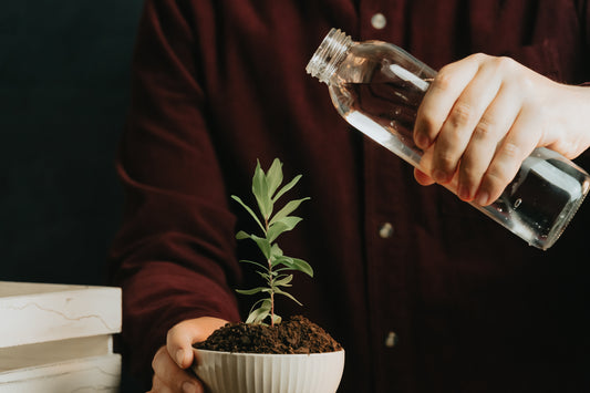 watering plants