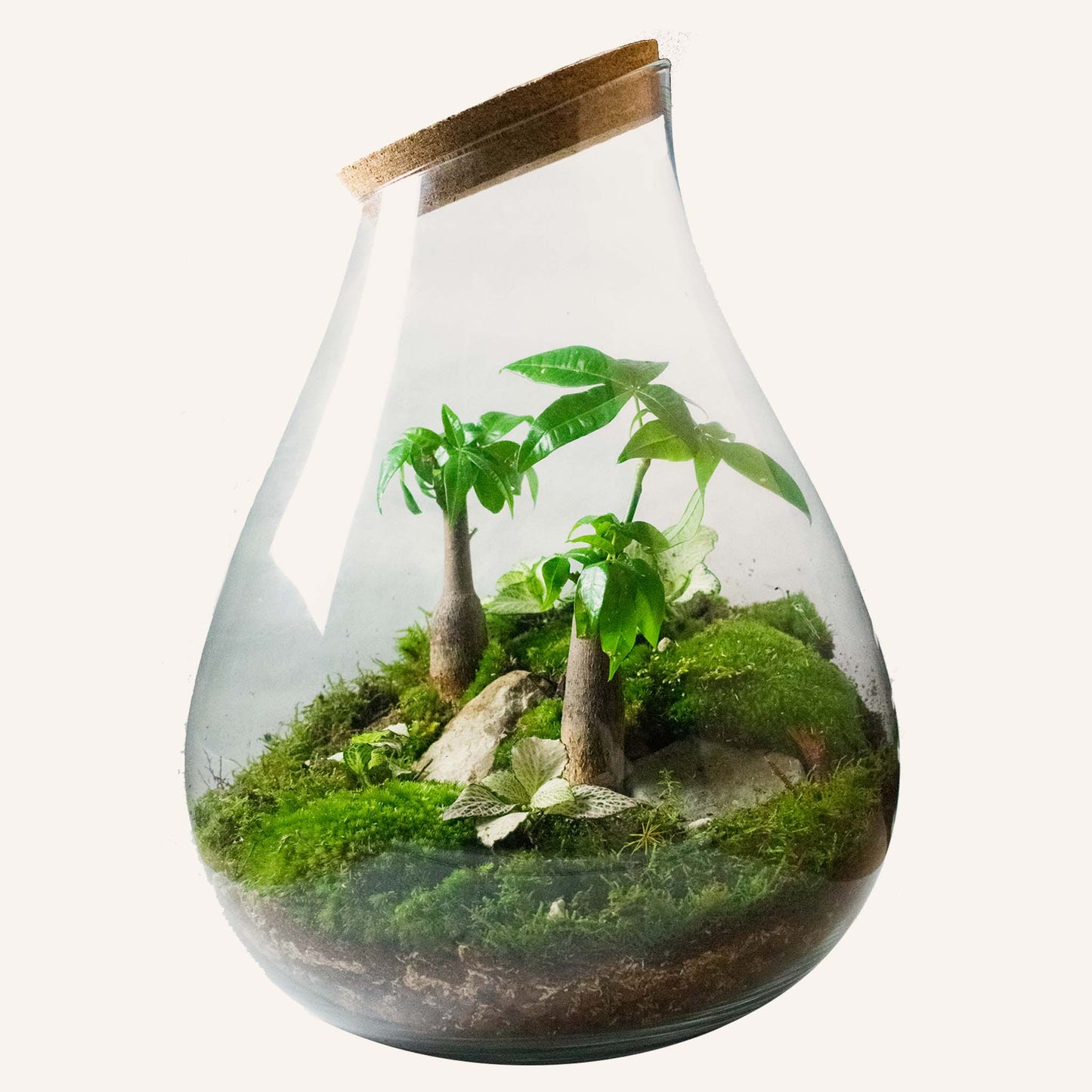 Super Terrarium Bundle