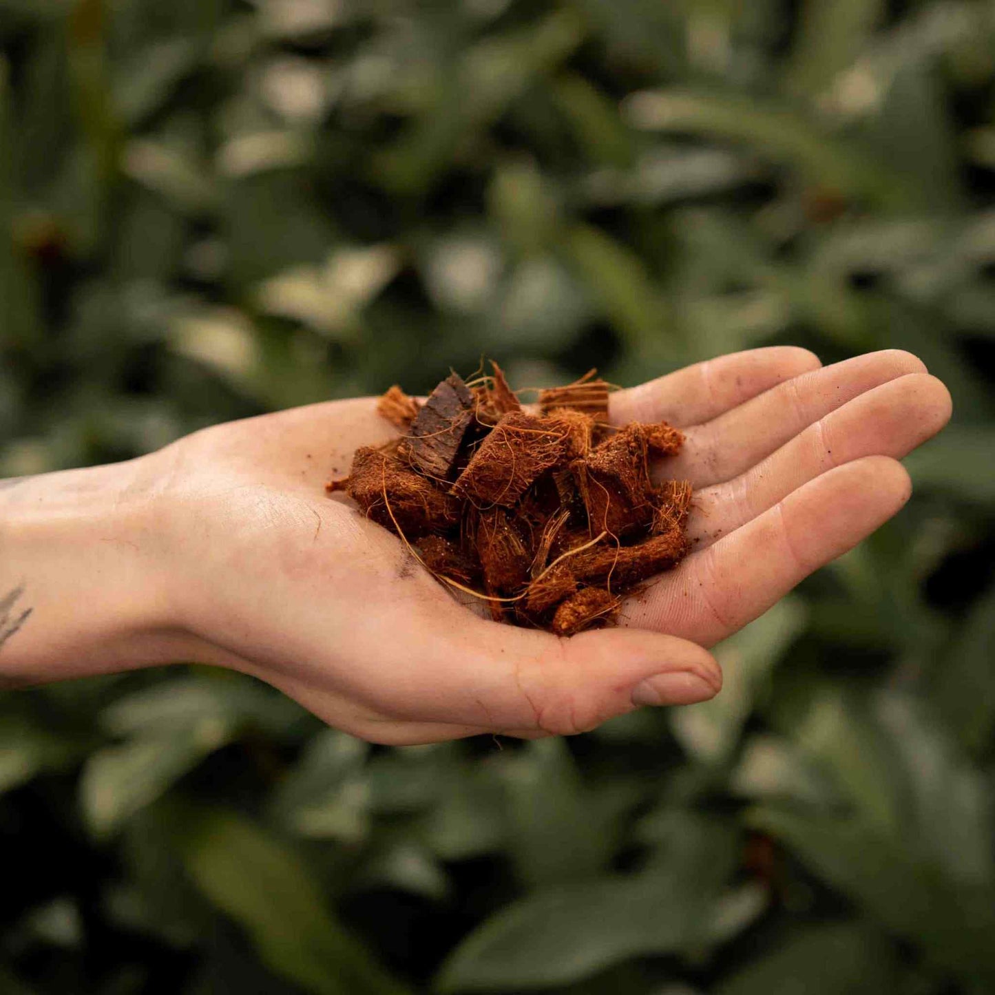 Coconut husk chips