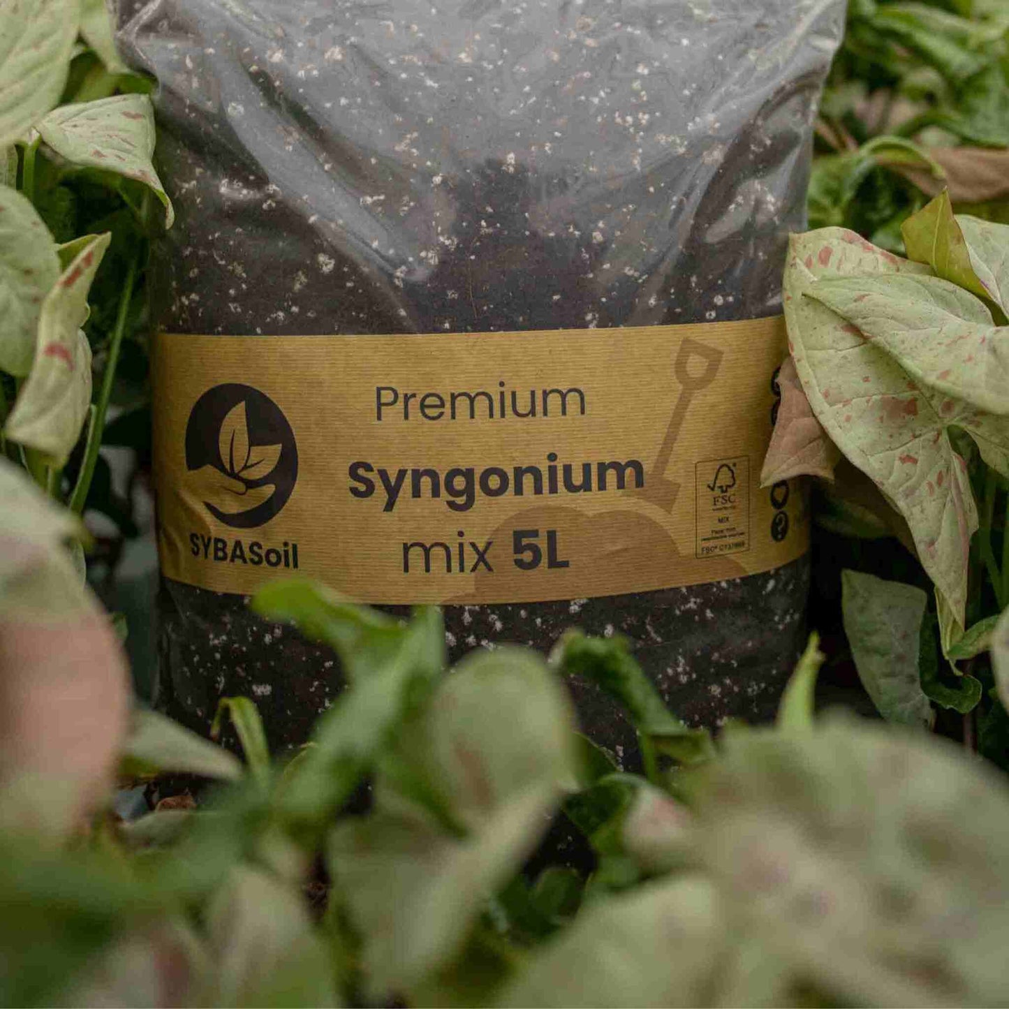 Syngonium-mix