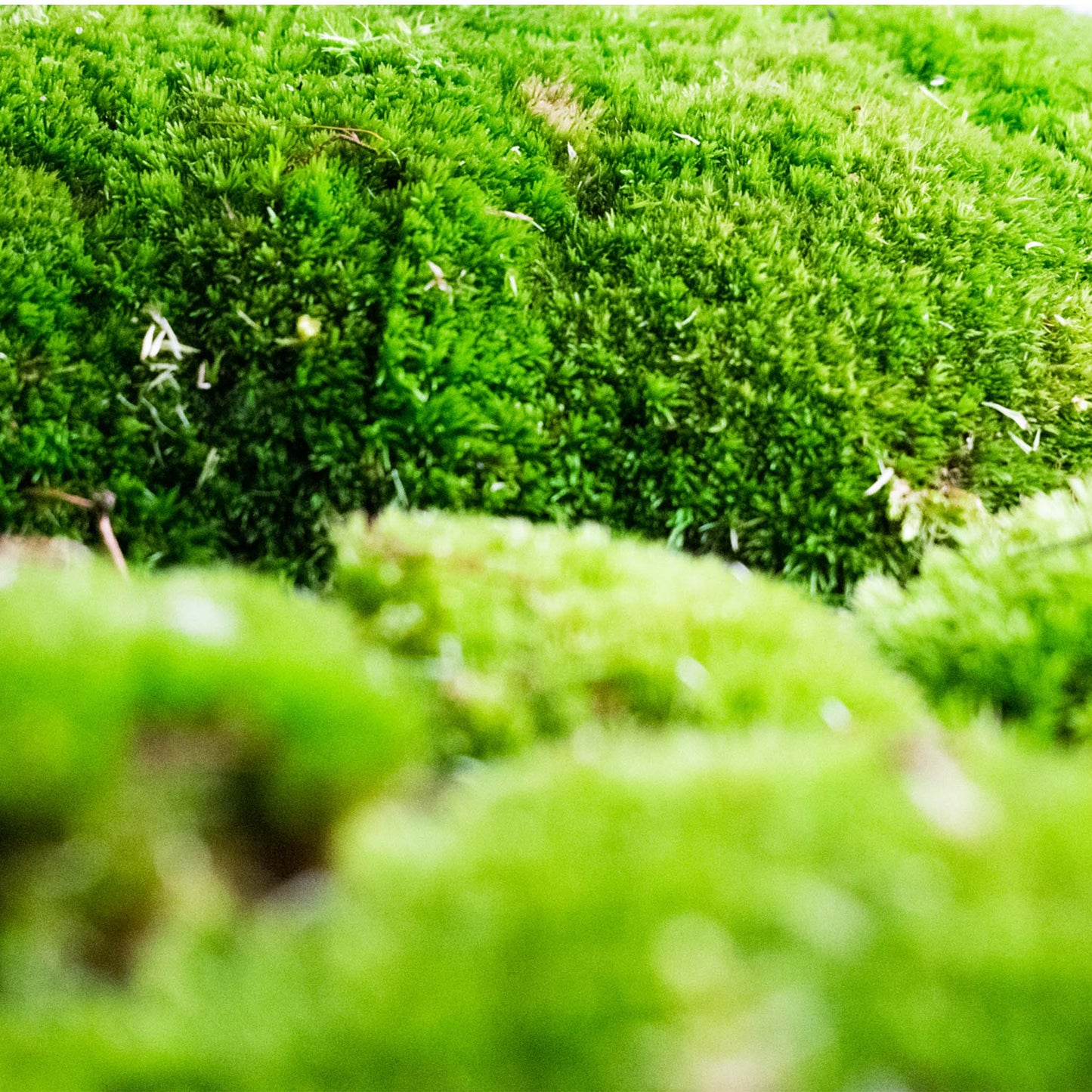 Live Cushion Moss